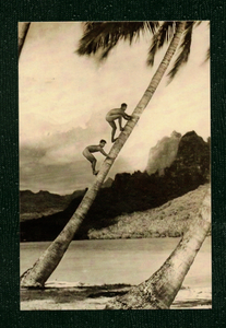 POSTCARD / Two nude men climbing a palm tree, Tahiti