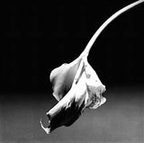 MAPPLETHORPE Robert / CELANT, Germano / Photographien 1984-1986 (German)