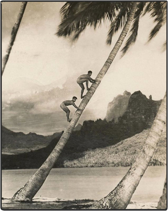 POSTCARD / Two nude men climbing a palm tree, Tahiti